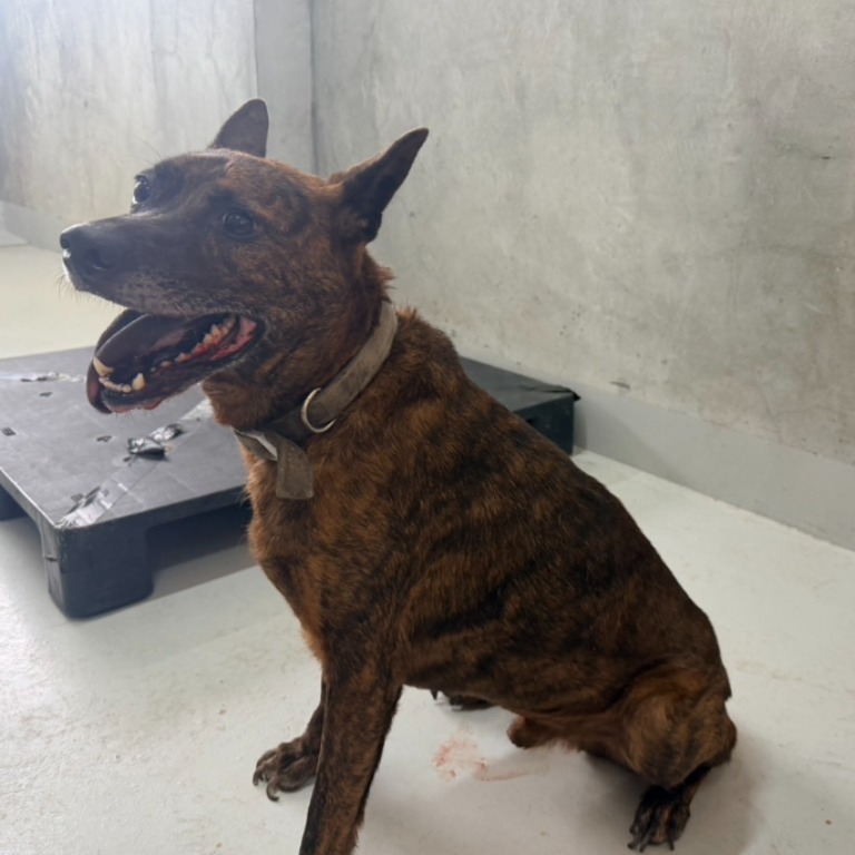 Photo of No. QAAAG1150813001, Adult · Male · Large · Mixed breed