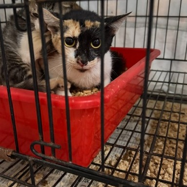 Calico adult female mixed-breed cat, Medium, shelter no. …3003