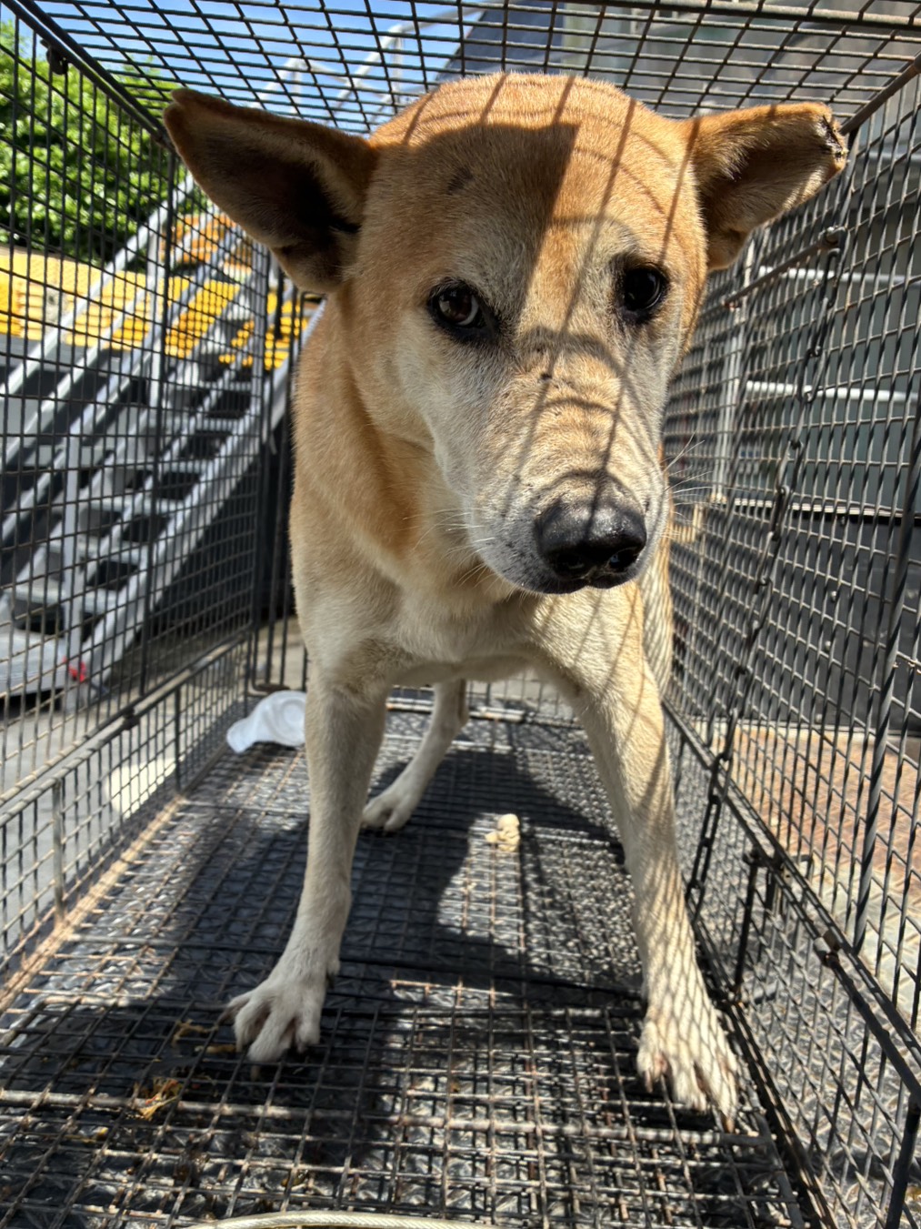 Tan-and-white adult male mixed-breed dog, Medium, shelter no. …4005