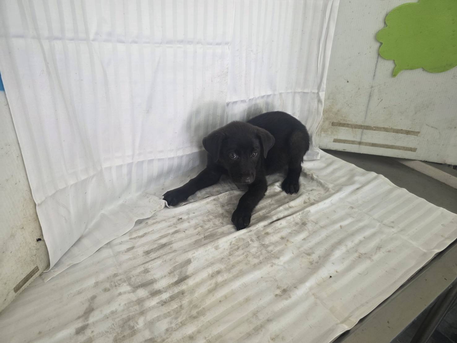 Photo of No. LAABG115062907, Young · Male · Small · Mixed breed