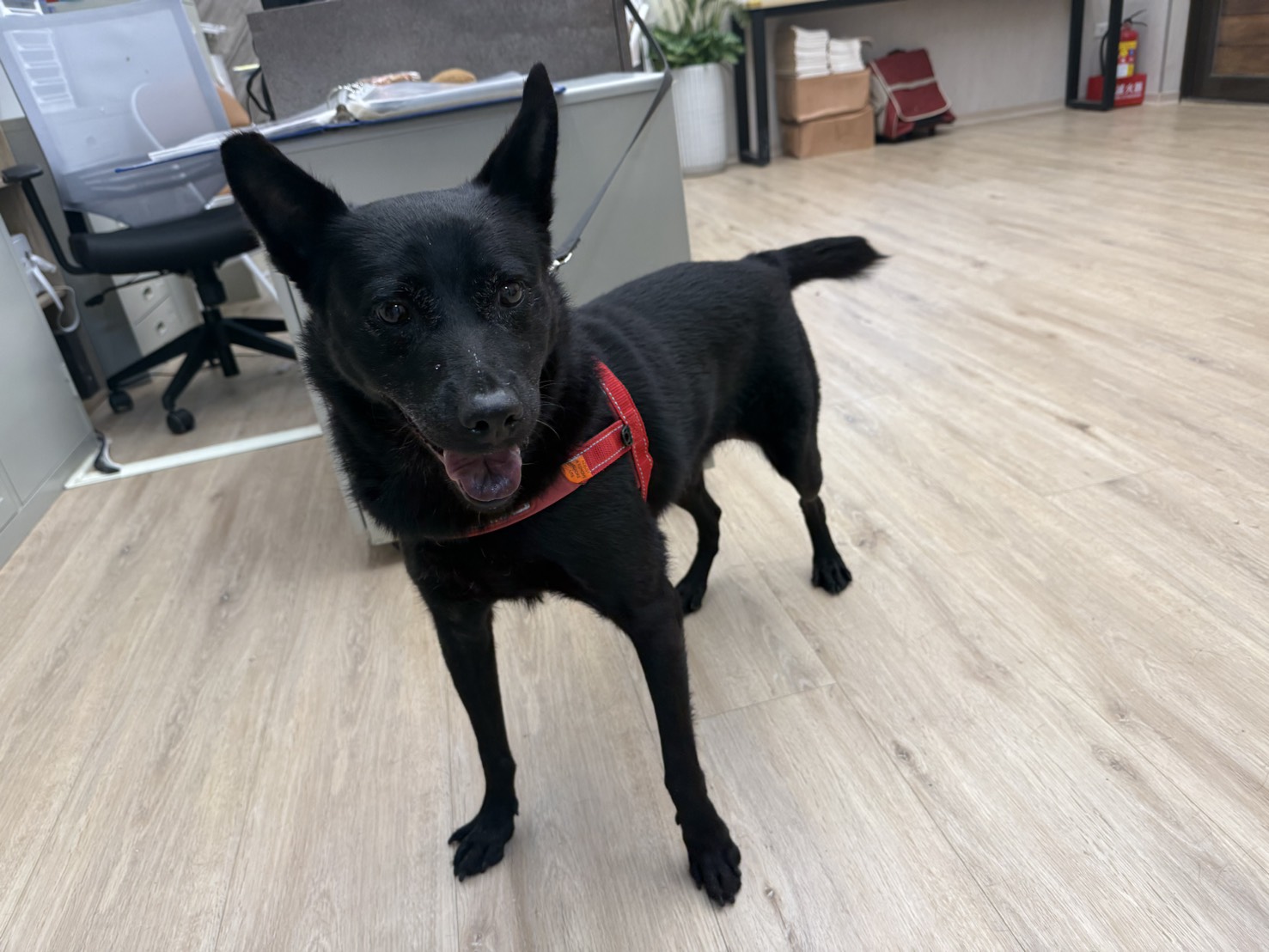 Black adult female mixed-breed dog, Medium, shelter no. …4011