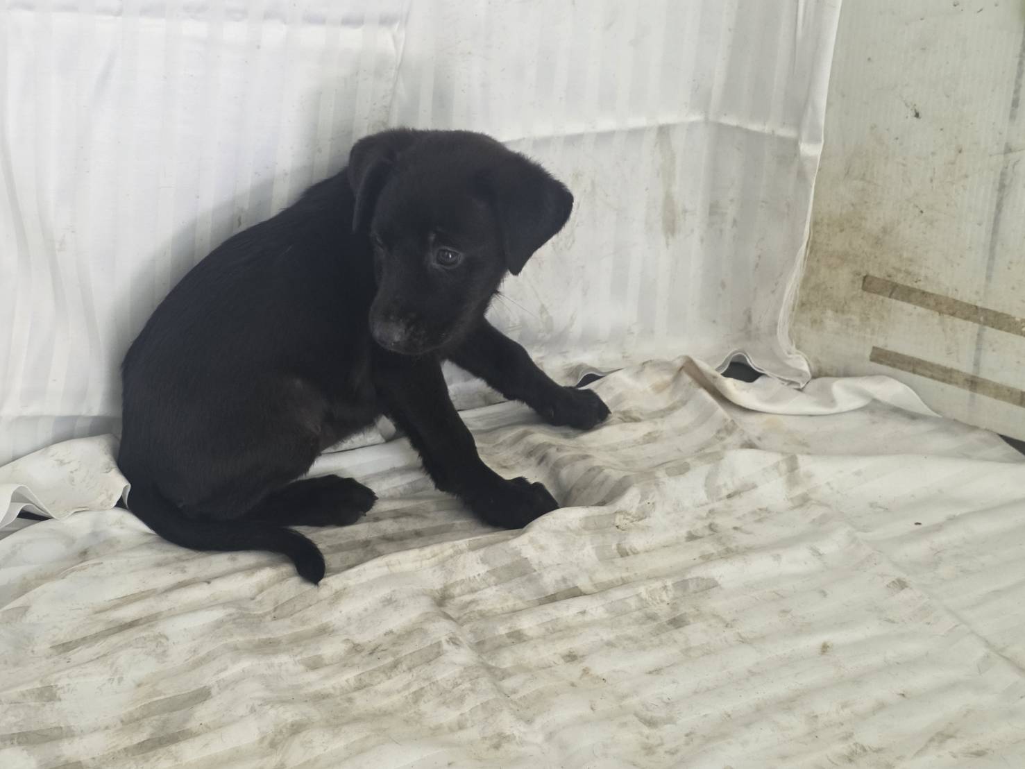 Photo of No. LAABG115062909, Young · Female · Small · Mixed breed
