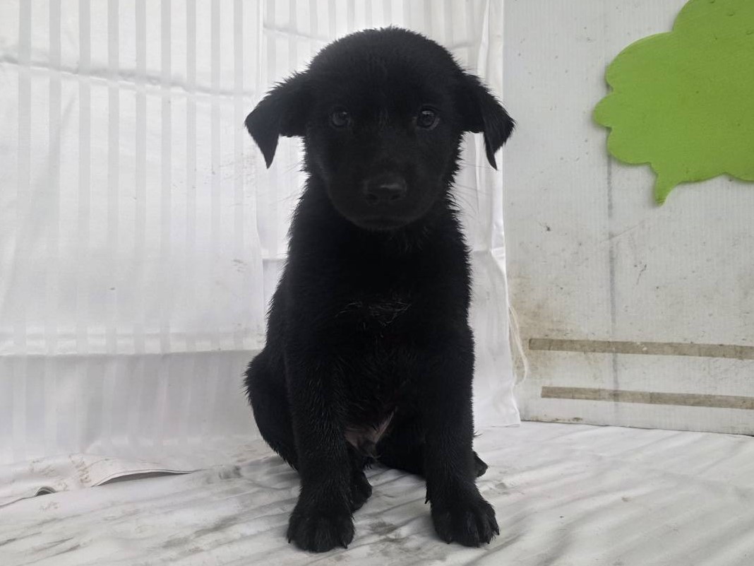 Black young male mixed-breed dog, Small, shelter no. …2406
