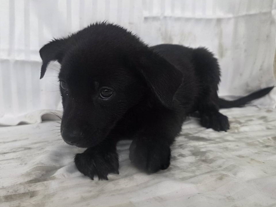 Photo of No. LAABG115062408, Young · Male · Small · Mixed breed