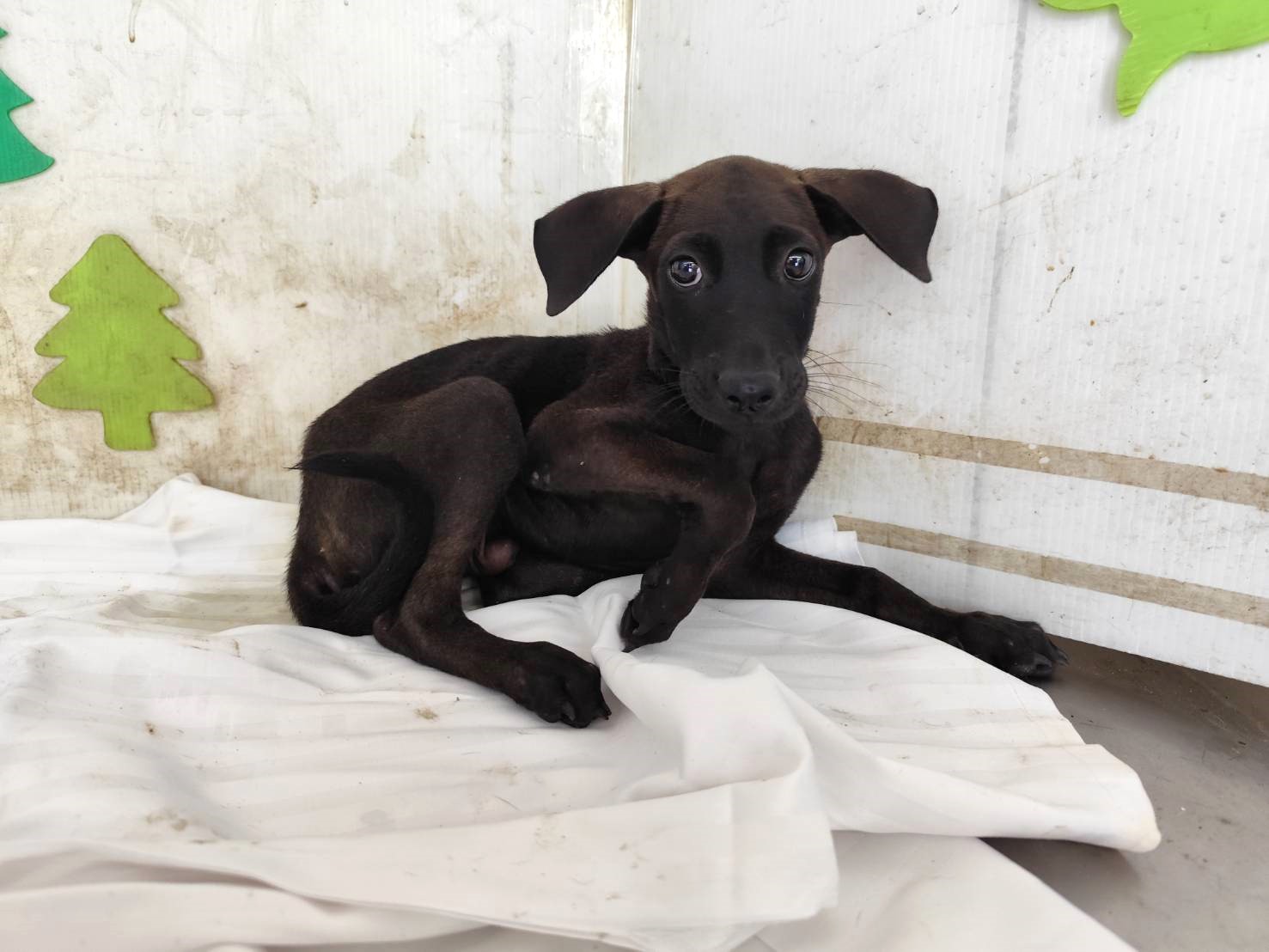 Photo of No. LAABG115071513, Young · Male · Small · Mixed breed