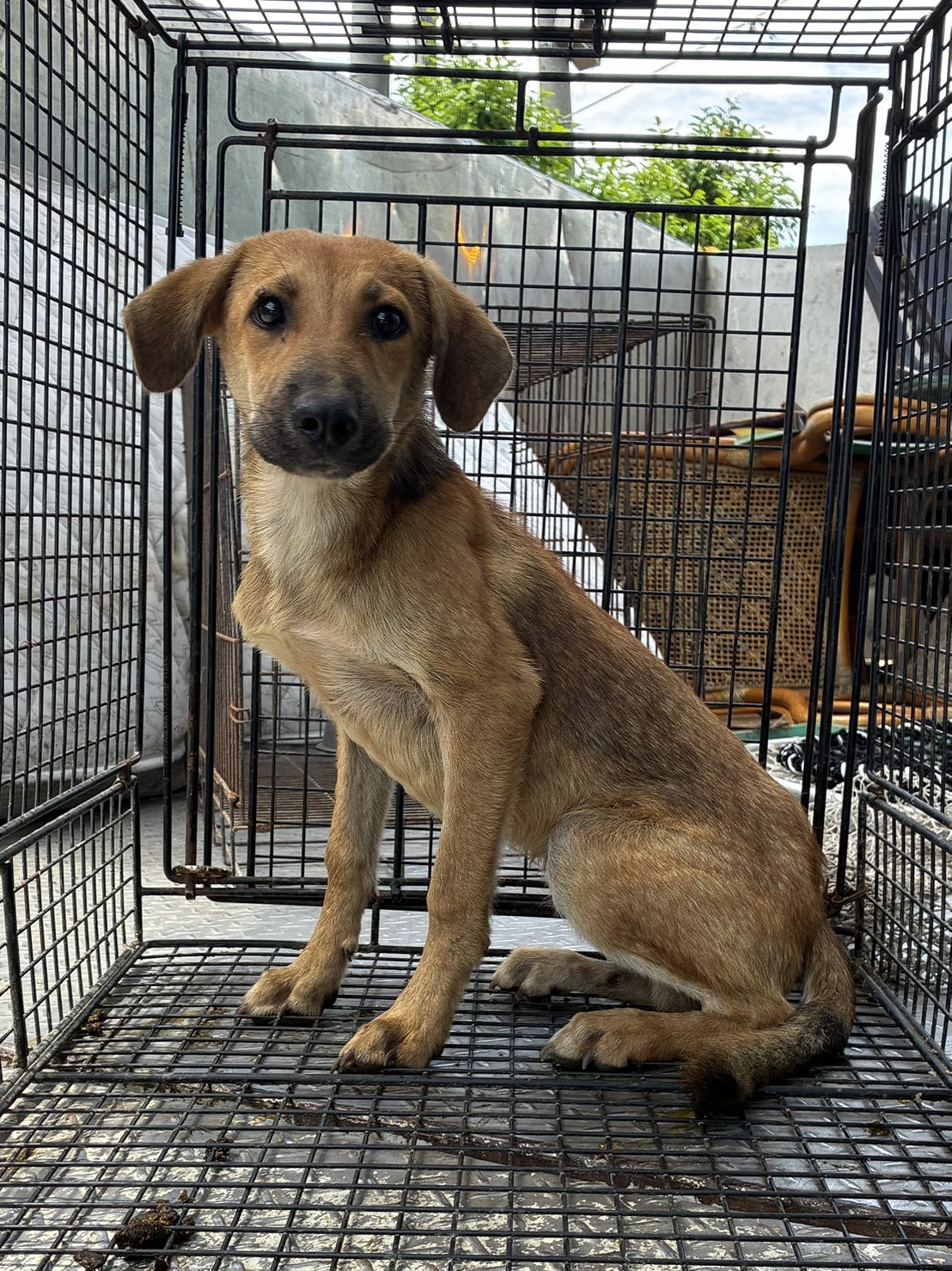 Photo of No. GAAAG1150814007, Young · Male · Small · Mixed breed