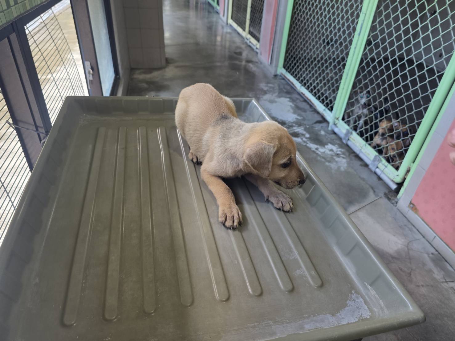 Tan young male mixed-breed dog, Small, shelter no. …8306