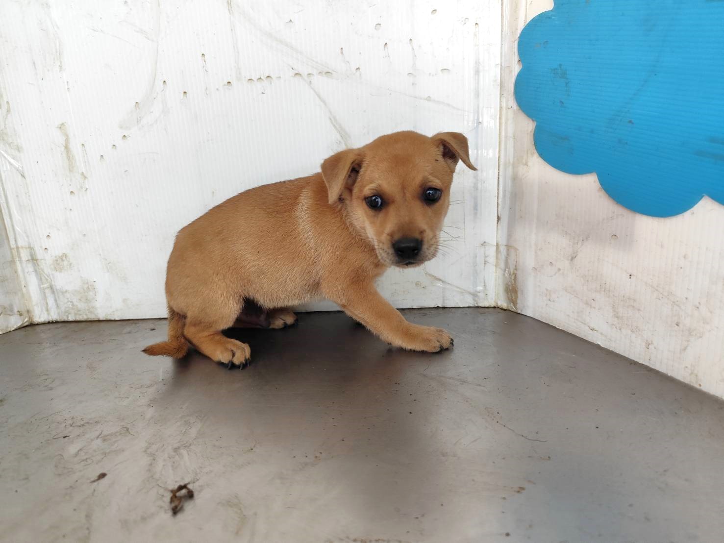 Photo of No. LAABG115052904, Young · Male · Small · Mixed breed