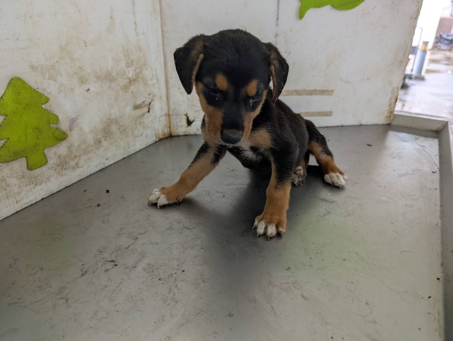Black young male mixed-breed dog, Small, shelter no. …1003