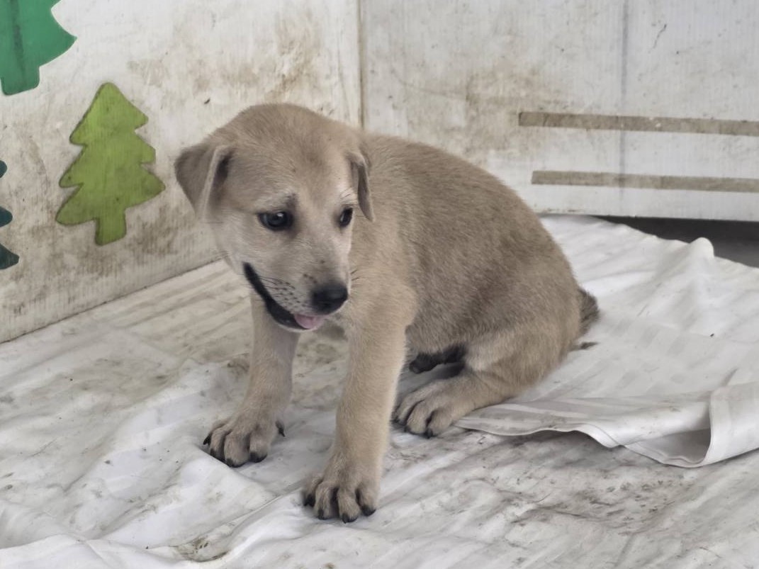 Photo of No. LAABG115073109, Young · Male · Small · Mixed breed