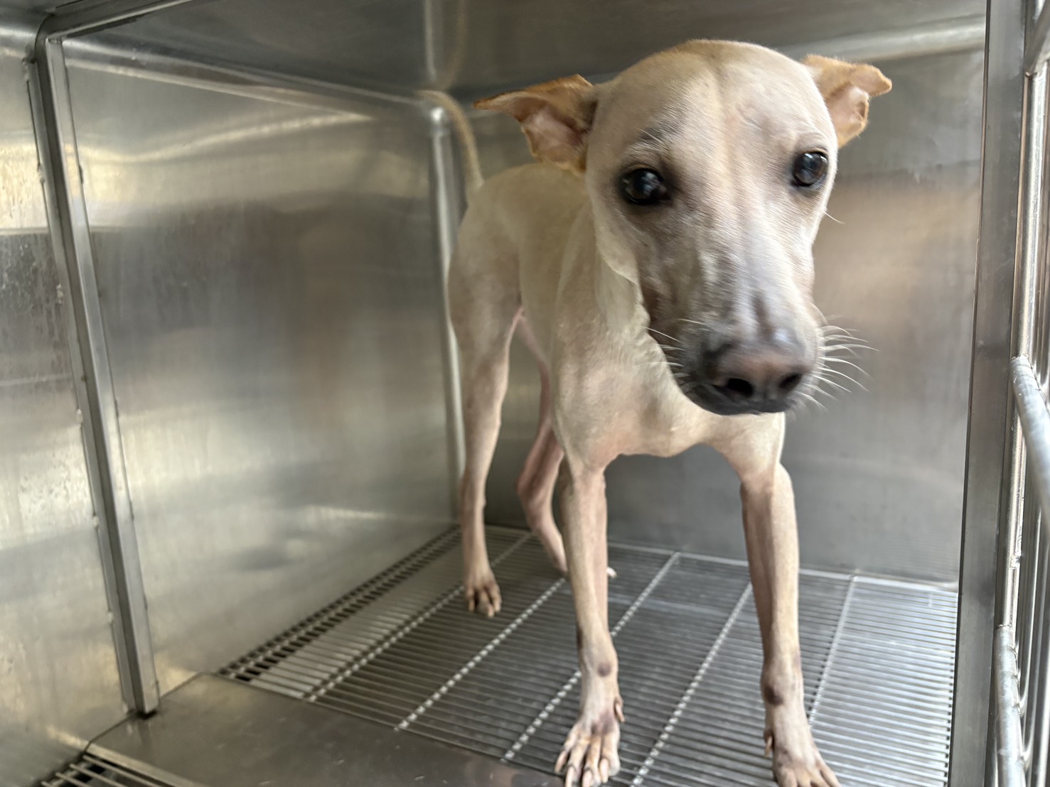 Photo of No. CAAAG1150814013, Adult · Male · Medium · Mixed breed