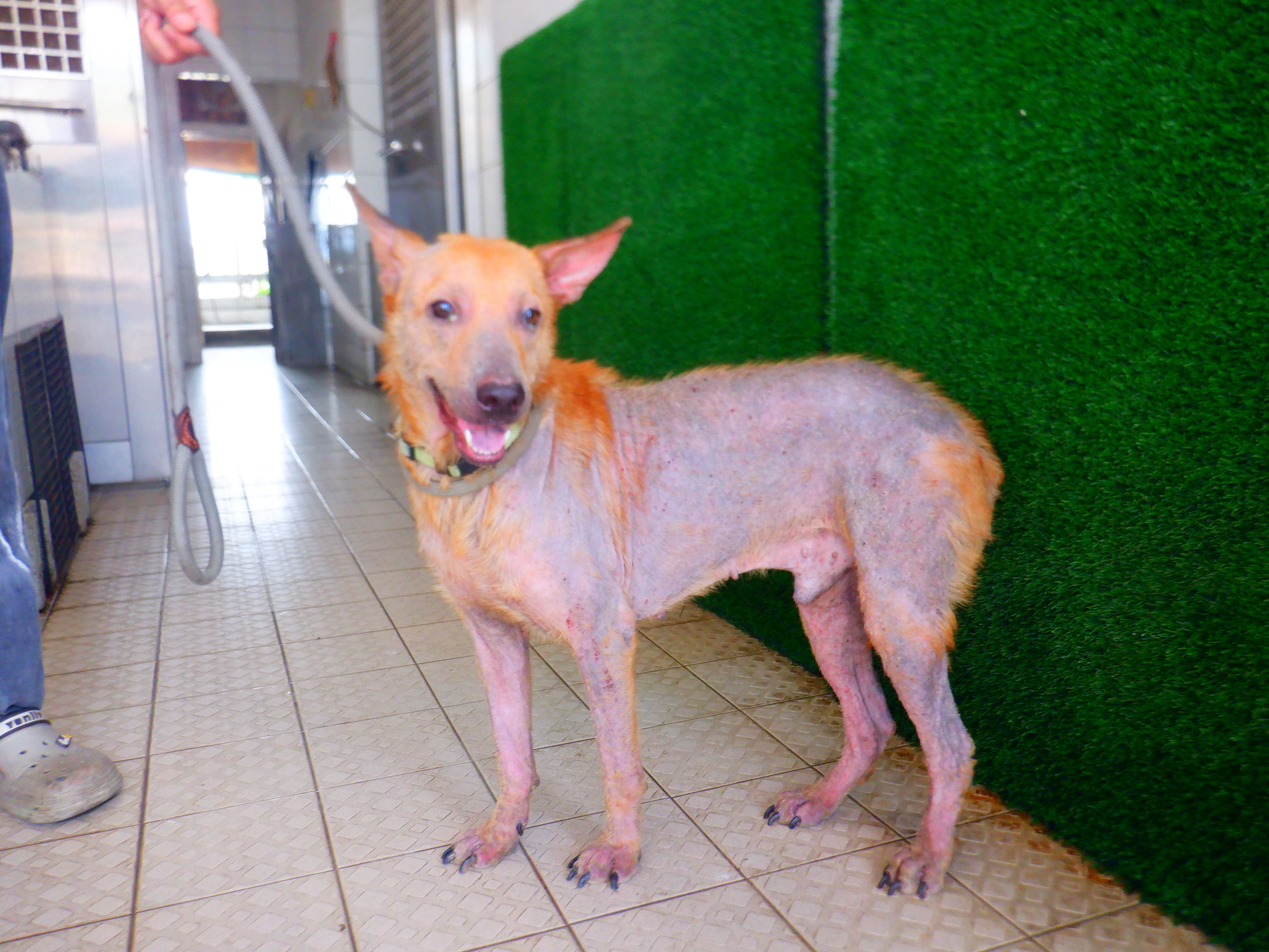 Photo of No. HAAAG1150814867, Adult · Male · Medium · Mixed breed