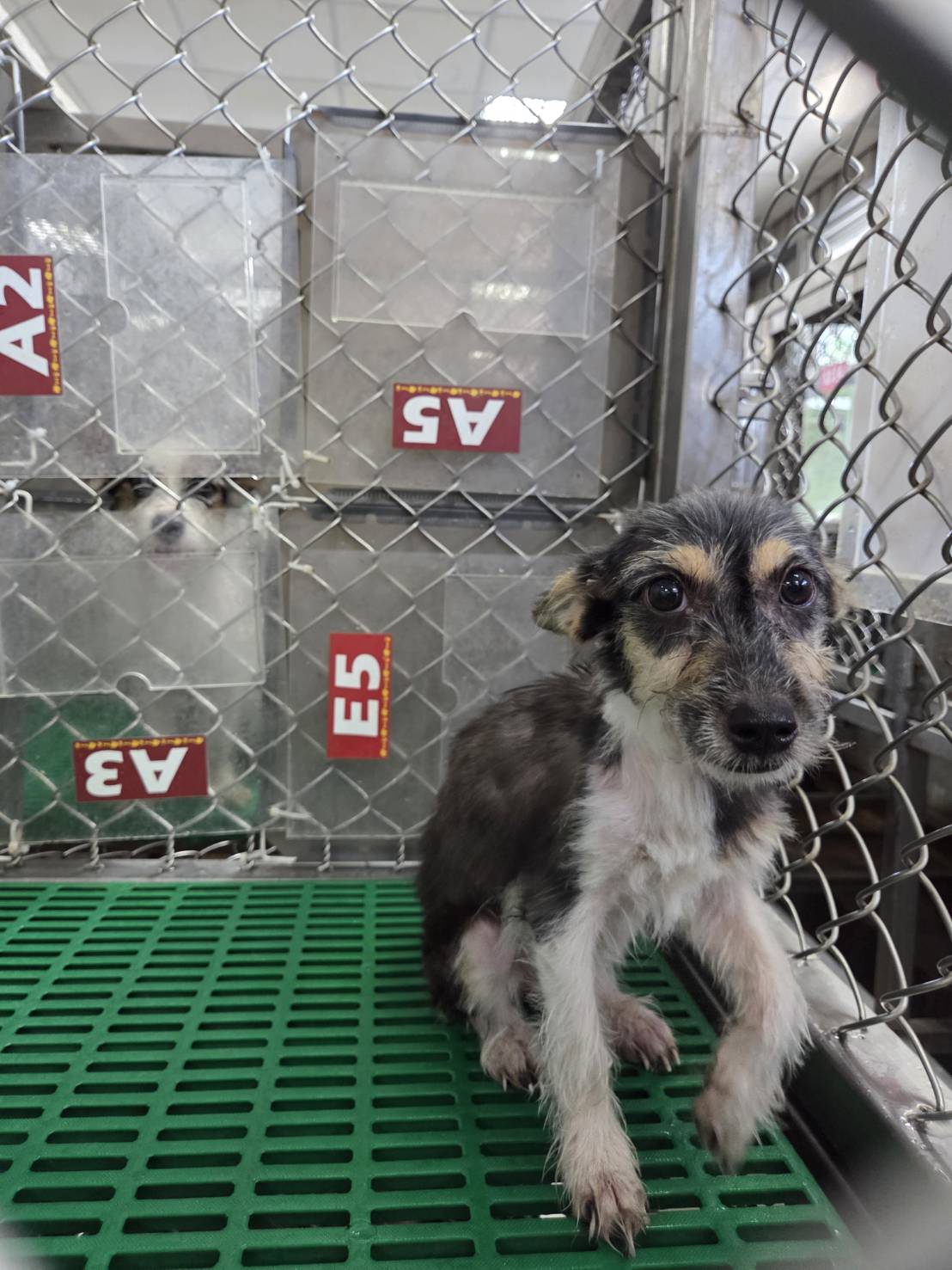 Photo of No. NAAAG1150817002, Adult · Female · Small · Mixed breed