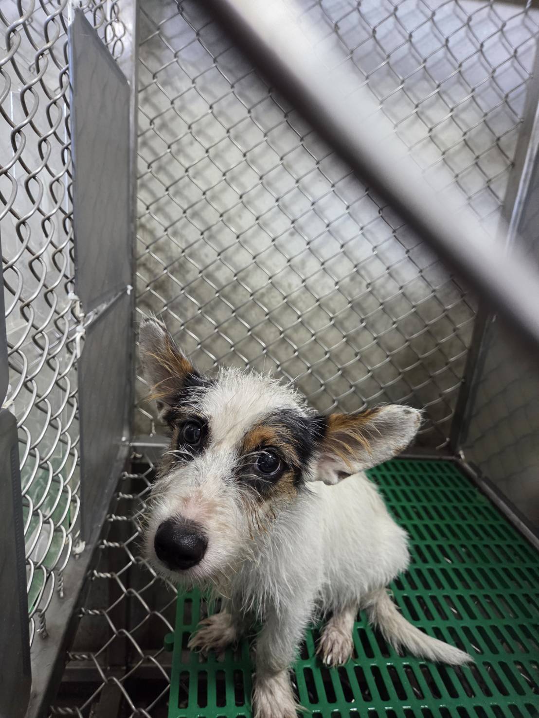 Photo of No. NAAAG1150817003, Adult · Male · Small · Mixed breed