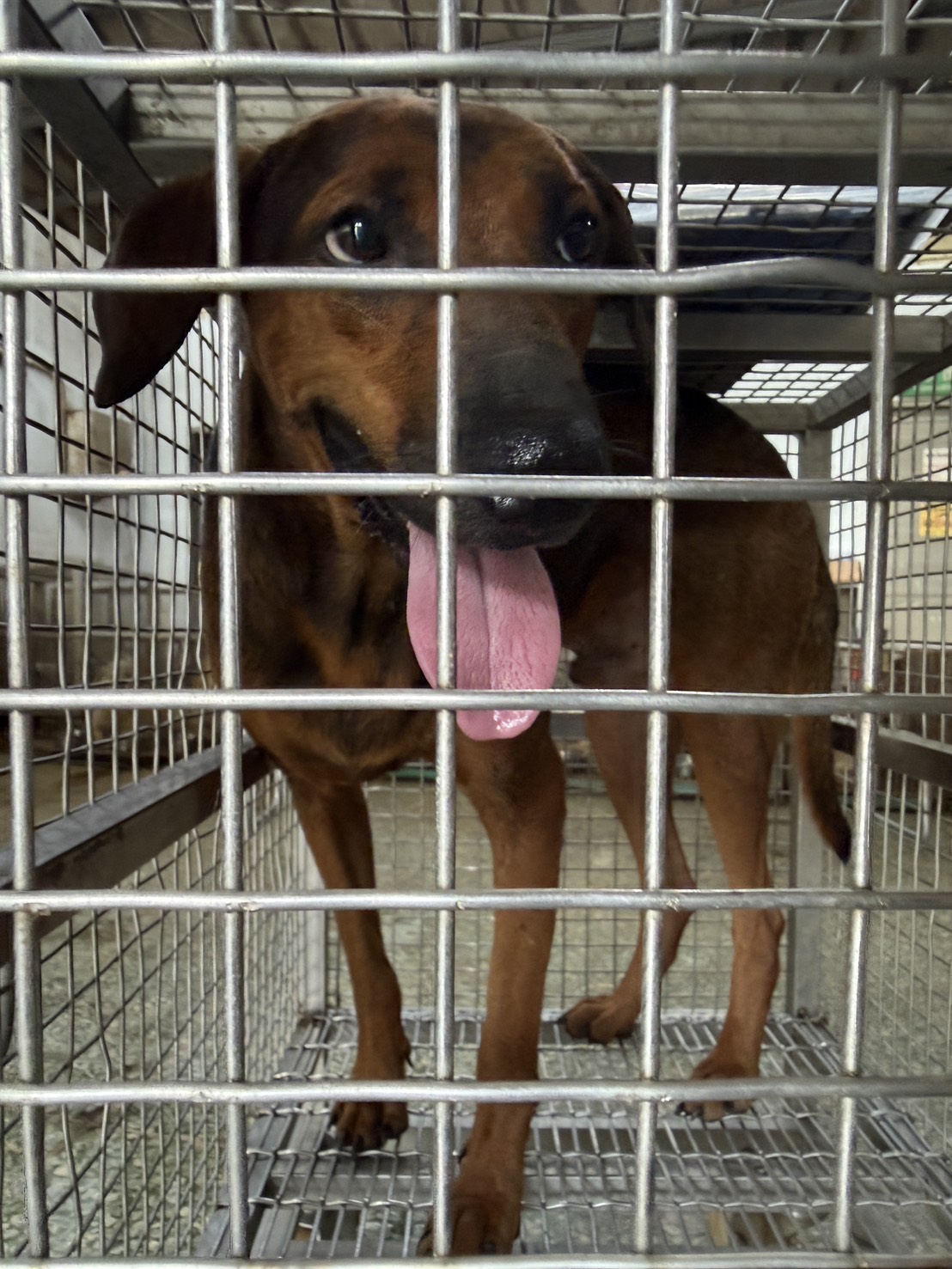 Photo of No. S150817-09, Adult · Male · Medium · Mixed breed