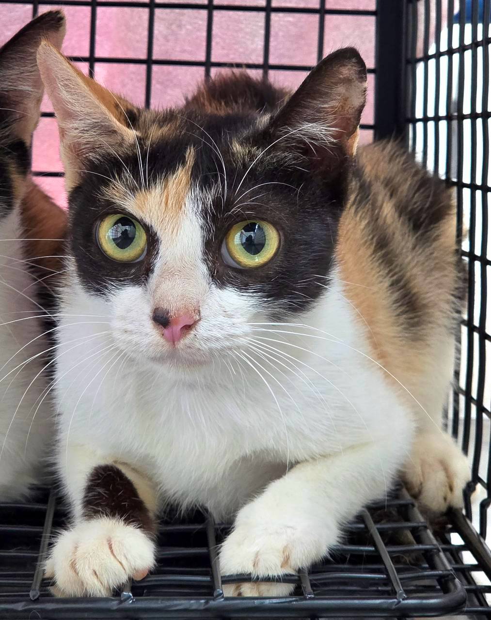 Calico adult female mixed-breed cat, Small, shelter no. …7001