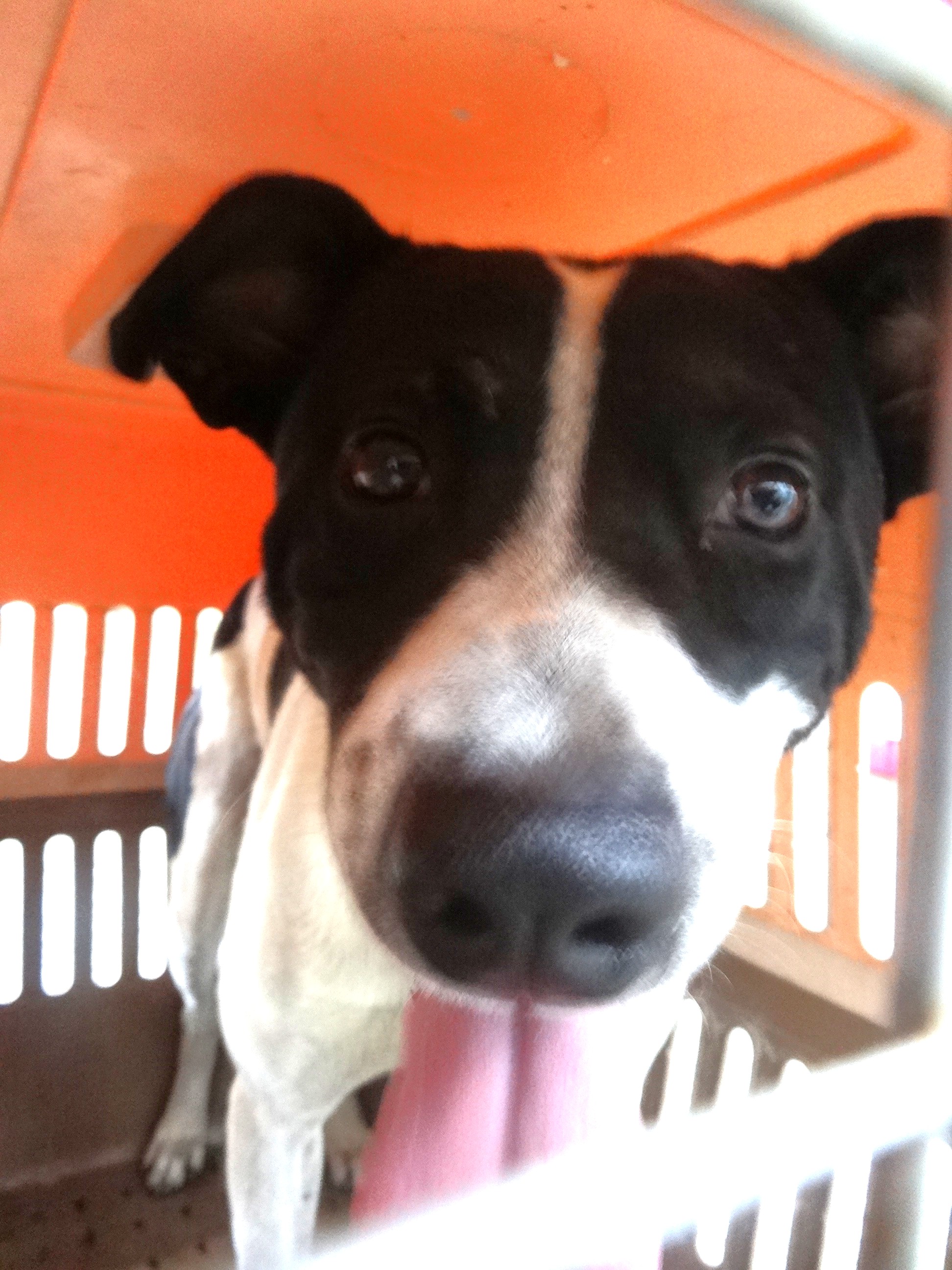 Photo of No. 1151372, Adult · Male · Large · Mixed breed