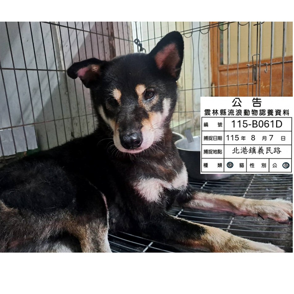 Photo of No. 115-B061D, Adult · Female · Large · Shiba Inu