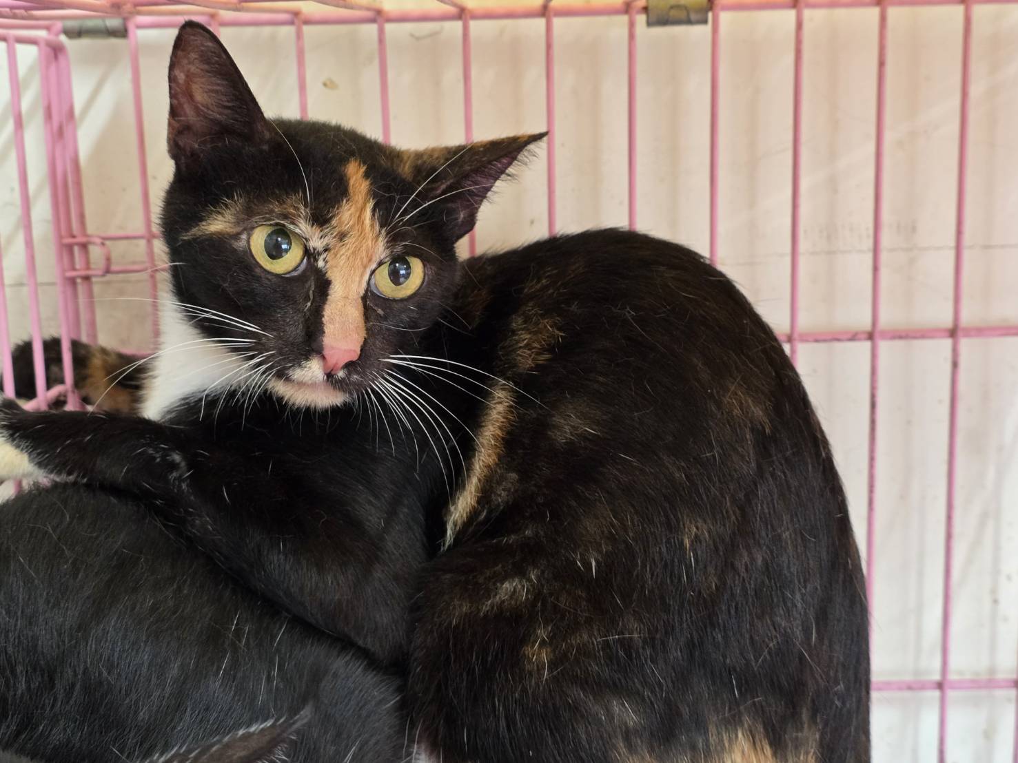 Photo of No. VAAAG115081602, Adult · Female · Medium · Mixed breed