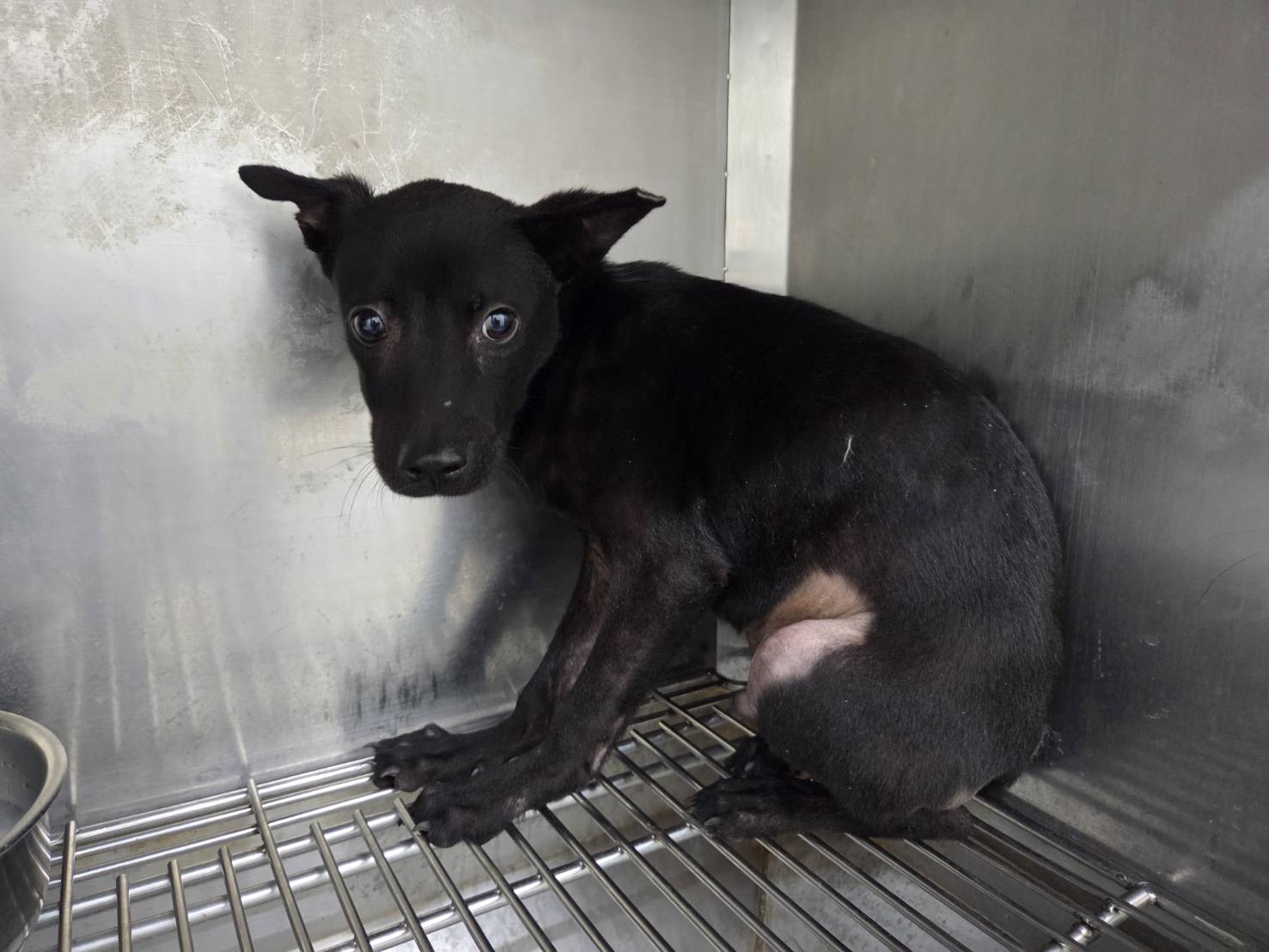 Photo of No. VAAAG115081705, Young · Male · Small · Mixed breed