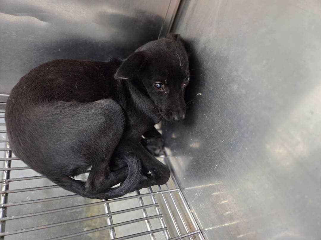Photo of No. VAAAG115081706, Young · Female · Small · Mixed breed