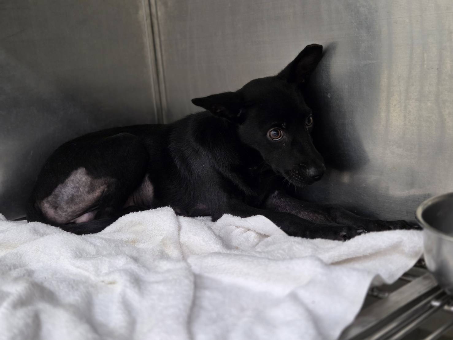 Photo of No. VAAAG115081707, Young · Male · Small · Mixed breed