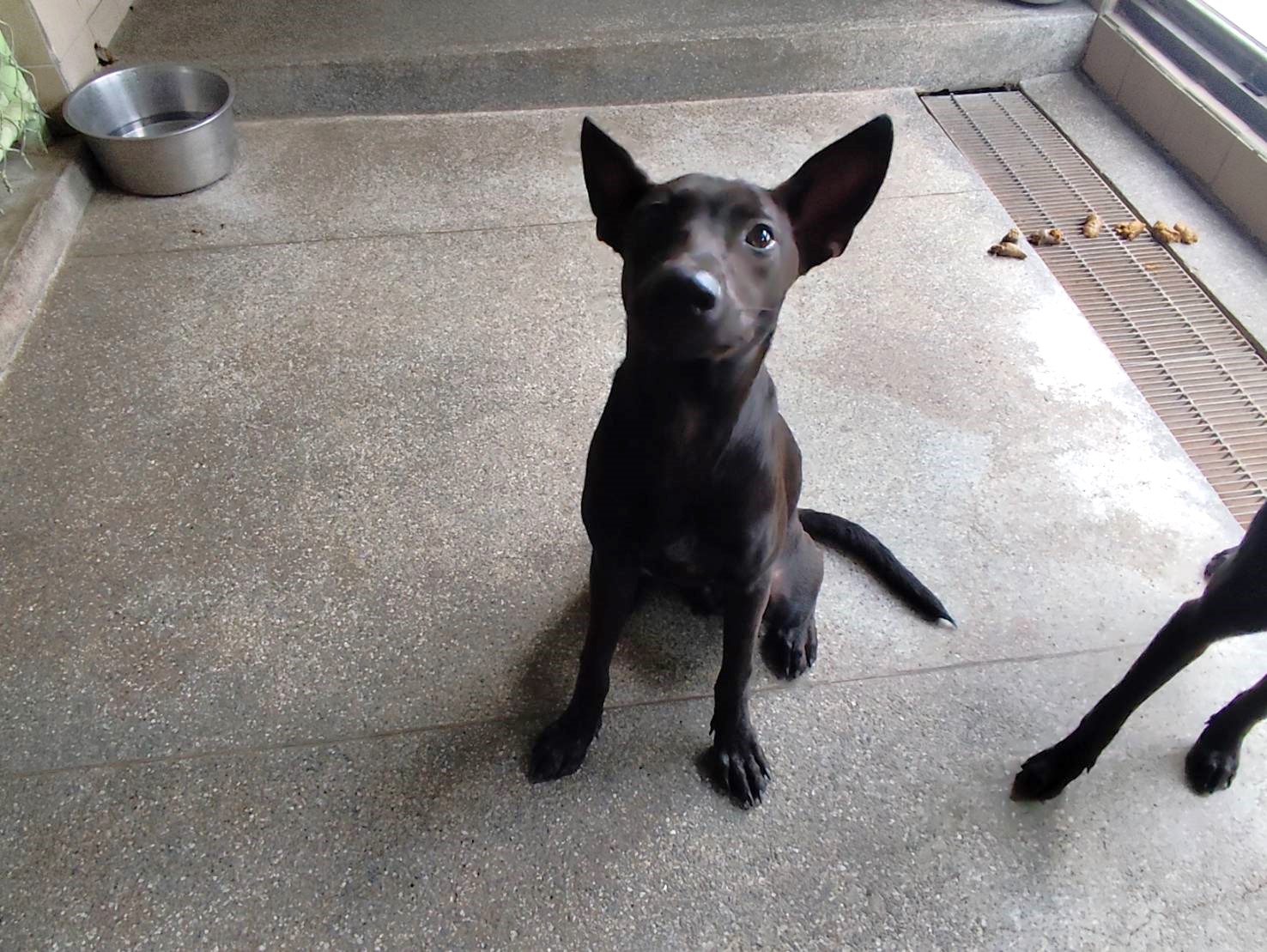 Photo of No. LAABG115081401, Adult · Male · Large · Mixed breed