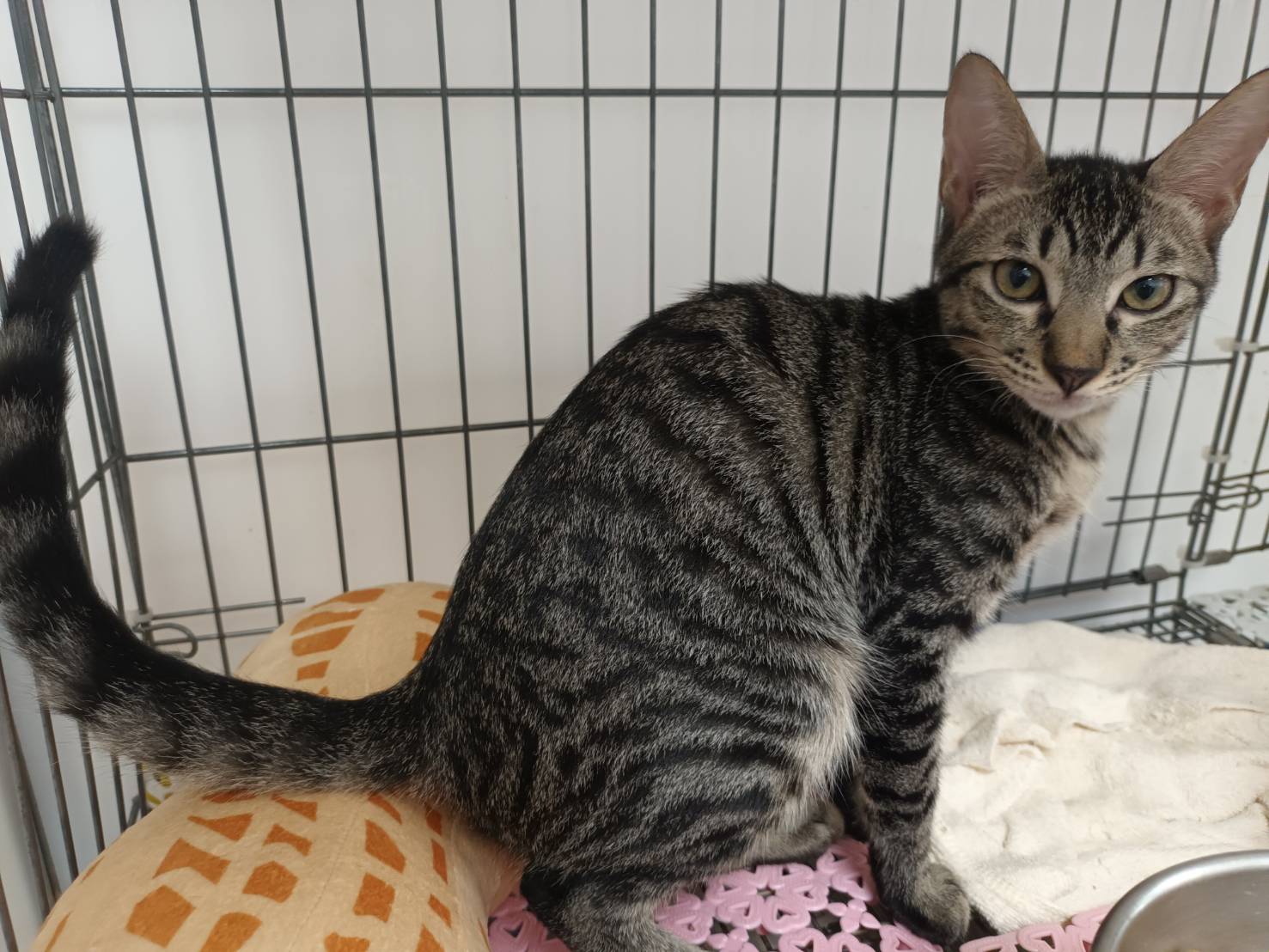 Photo of No. AAADG2026081805, Young · Male · Small · Mixed breed