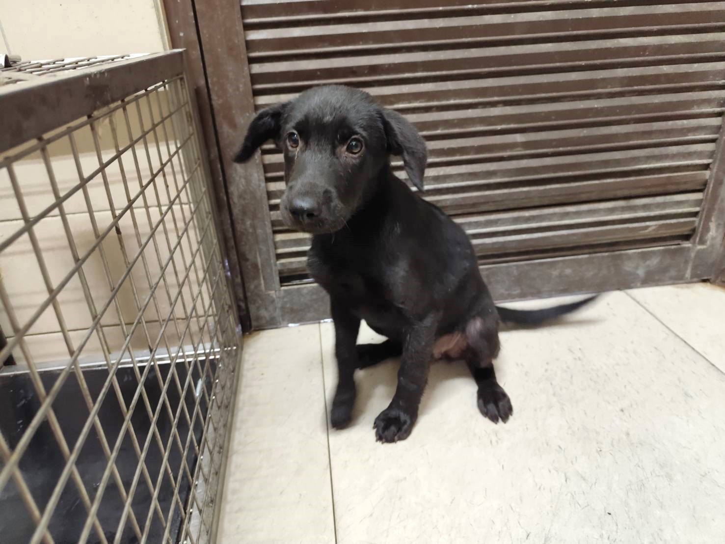 Photo of No. LAABG115061108, Young · Female · Medium · Mixed breed