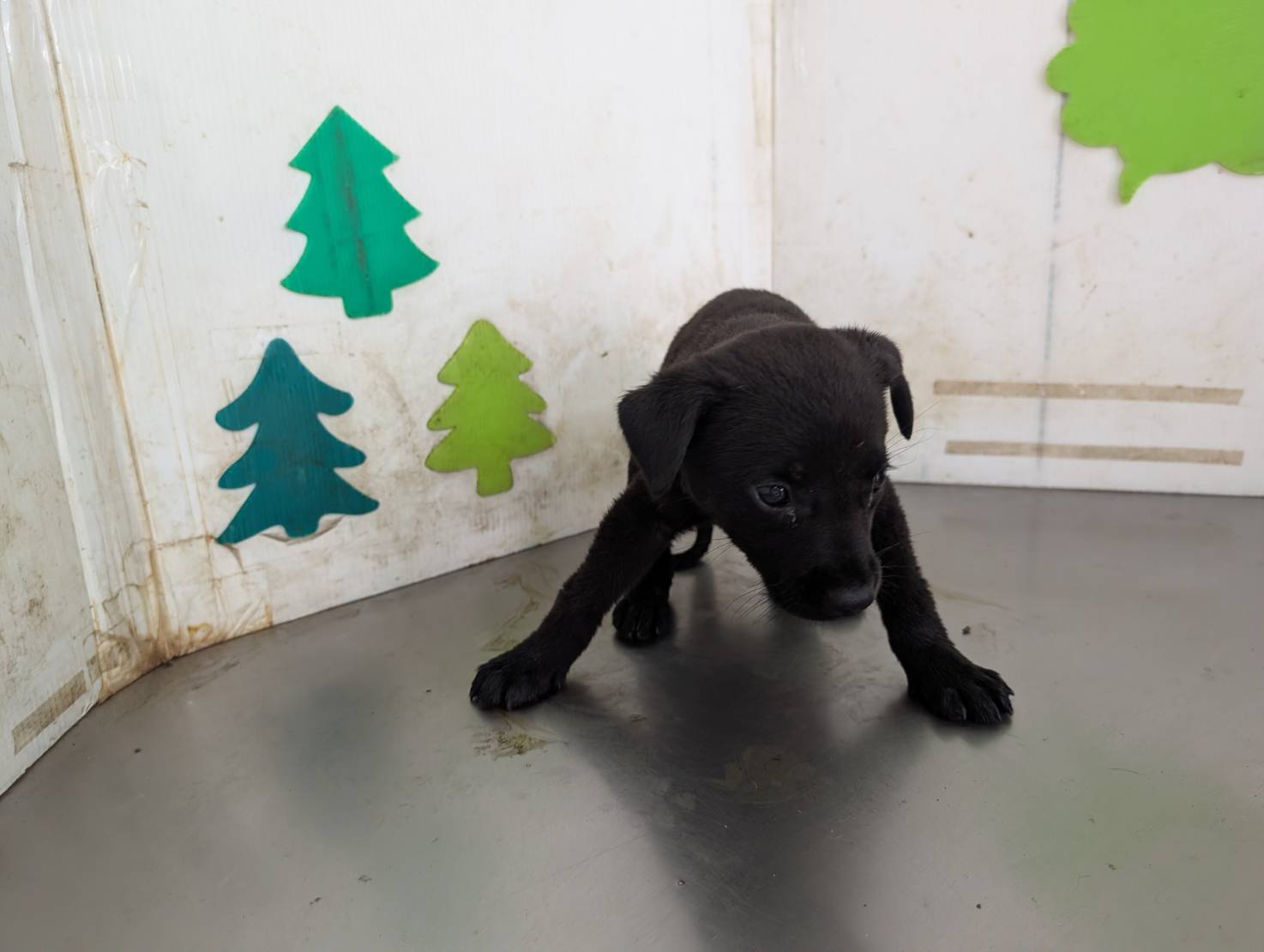 Black young female mixed-breed dog, Medium, shelter no. …0815