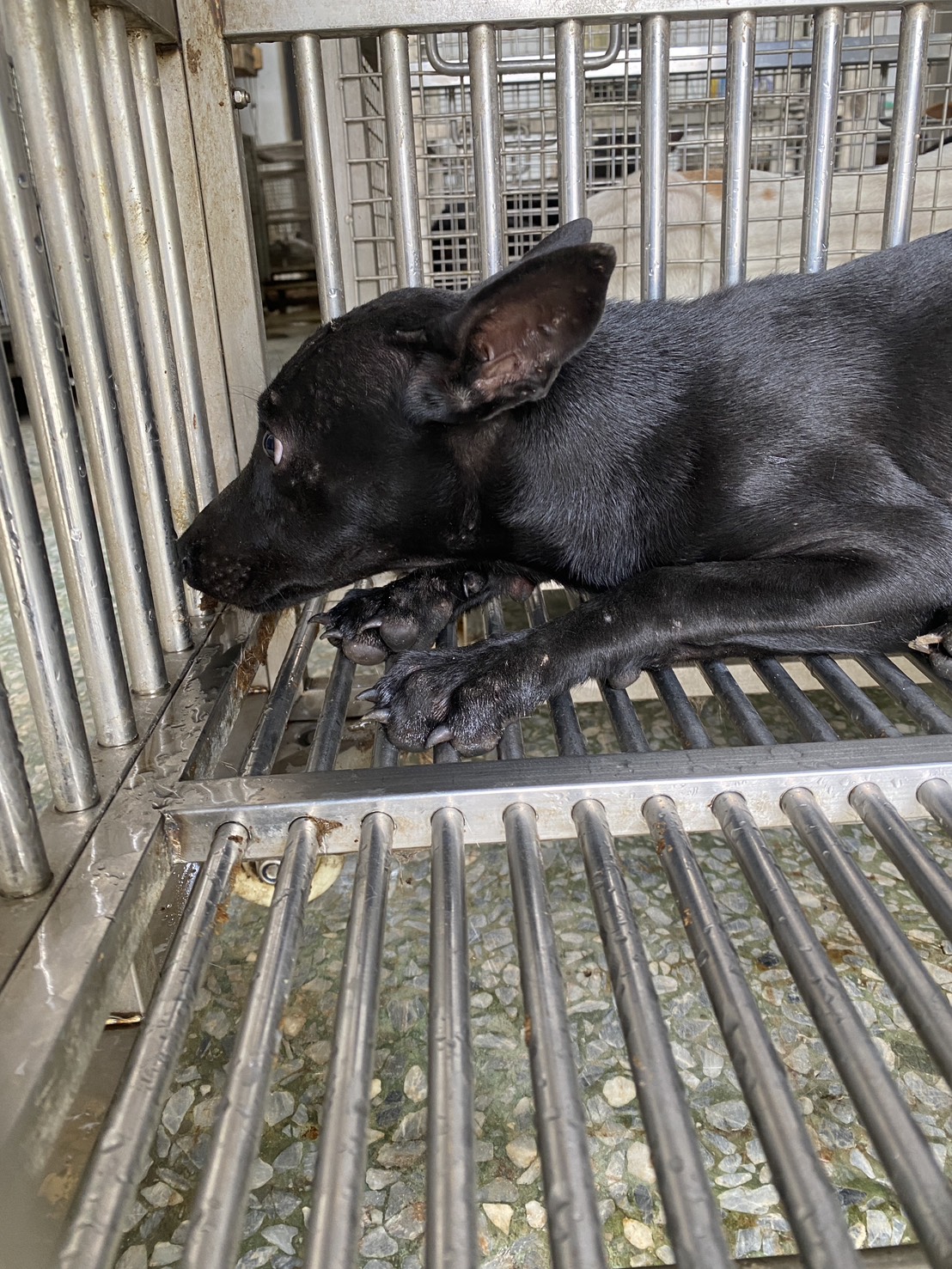 Photo of No. S150819-08, Young · Female · Small · Mixed breed