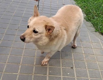 Photo of No. FAABG11508186004, Adult · Female · Large · Mixed breed