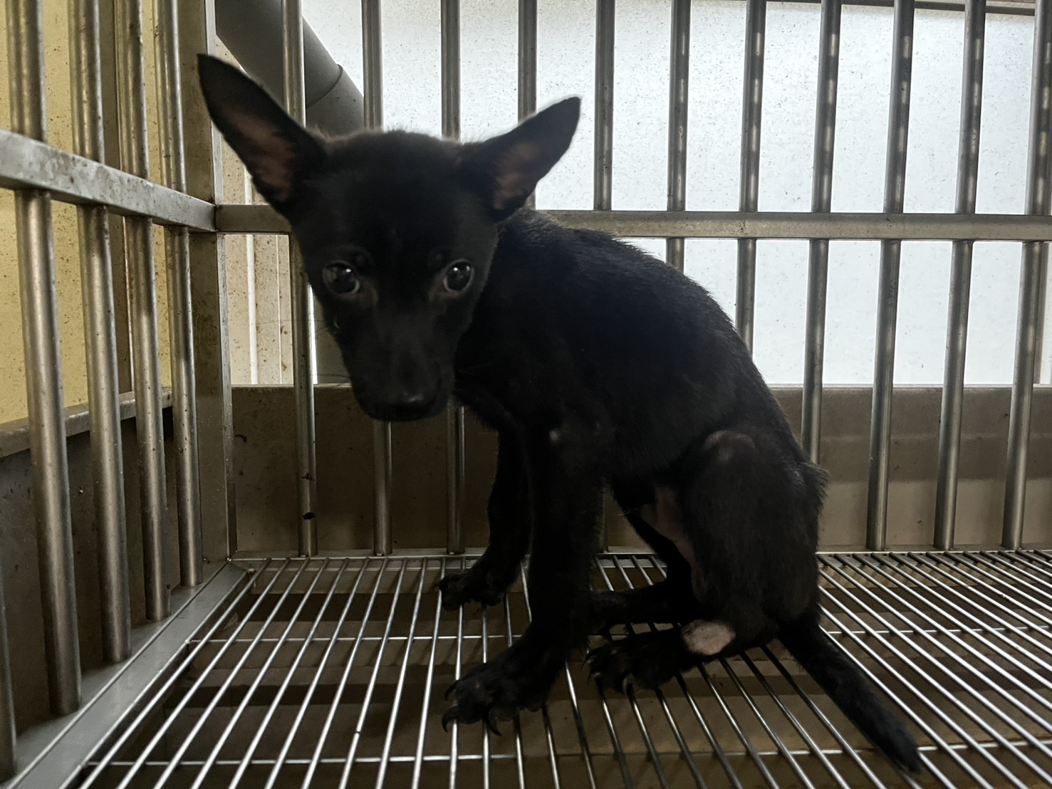 Black young male mixed-breed dog, Small, shelter no. …9003