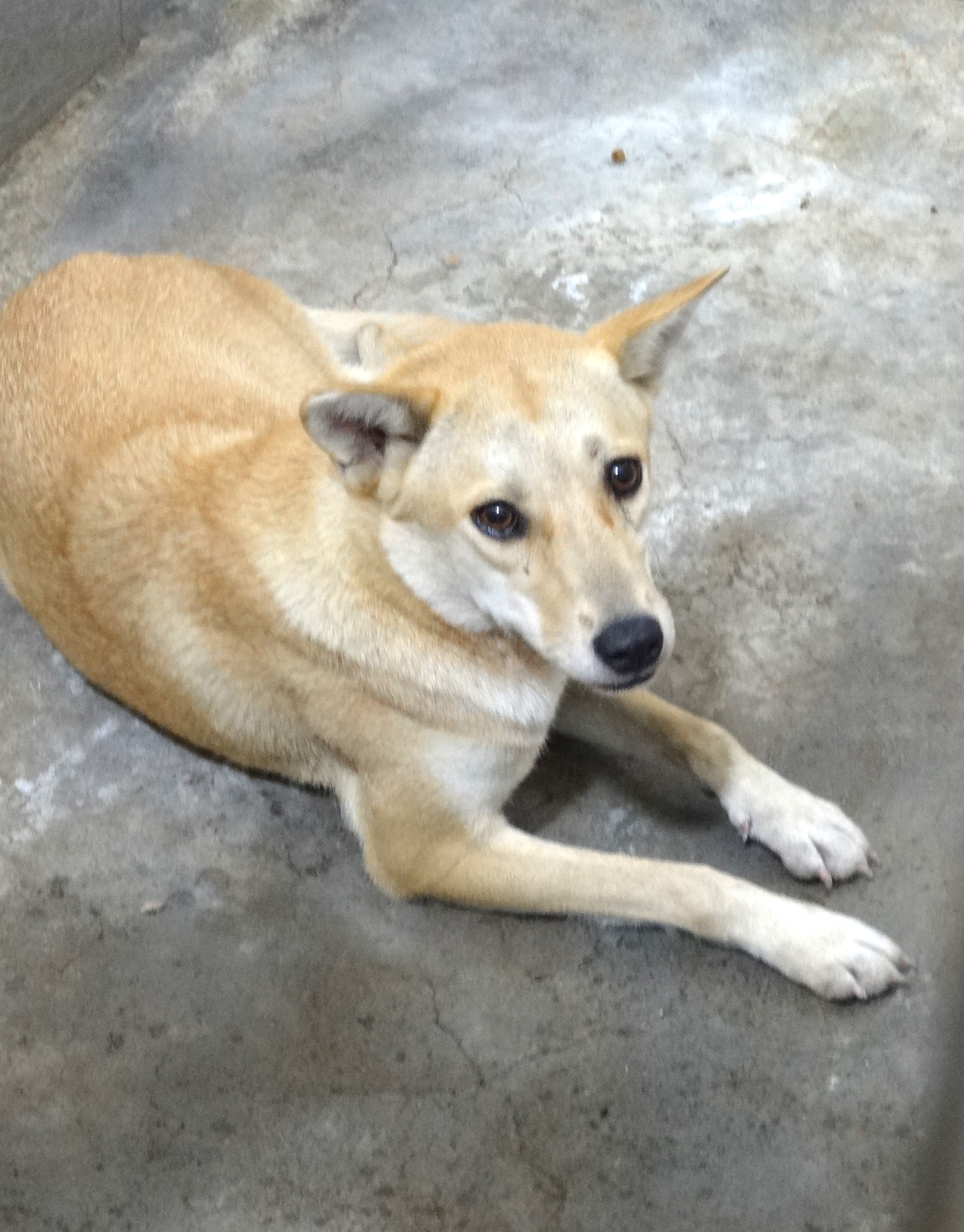 Photo of No. 1151377, Adult · Female · Large · Mixed breed