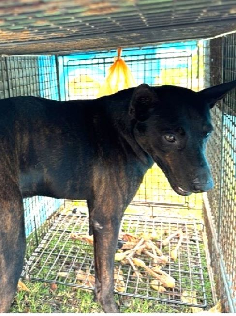 Photo of No. 1151381, Adult · Male · Large · Mixed breed