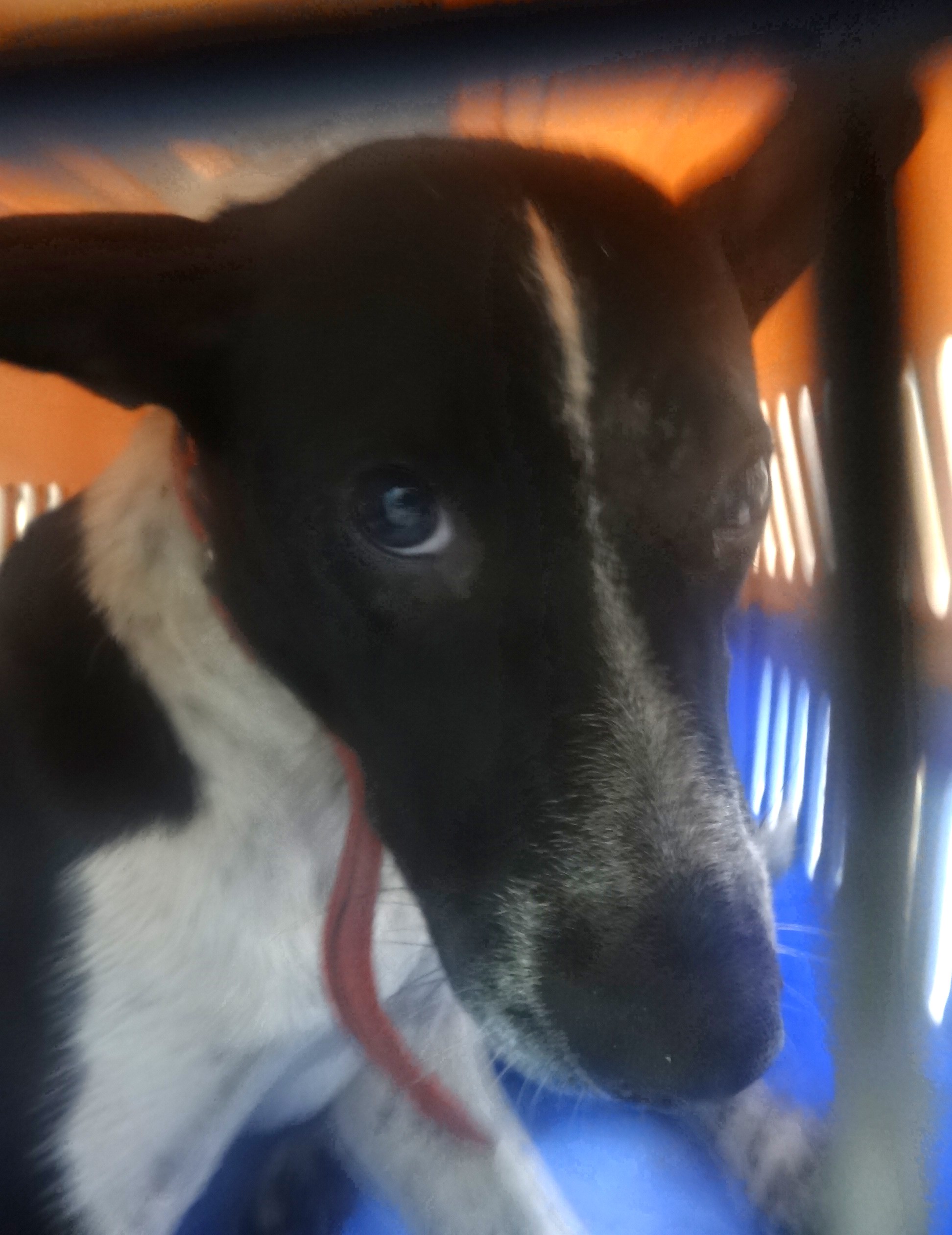 Photo of No. 1151382, Adult · Female · Large · Mixed breed