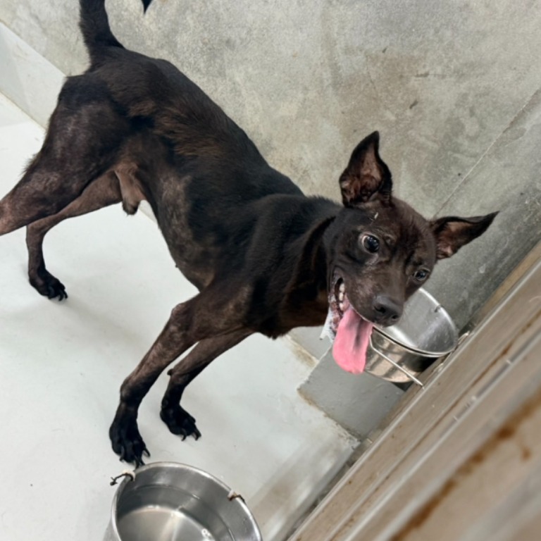 Photo of No. QAAAG1150819002, Adult · Male · Large · Mixed breed