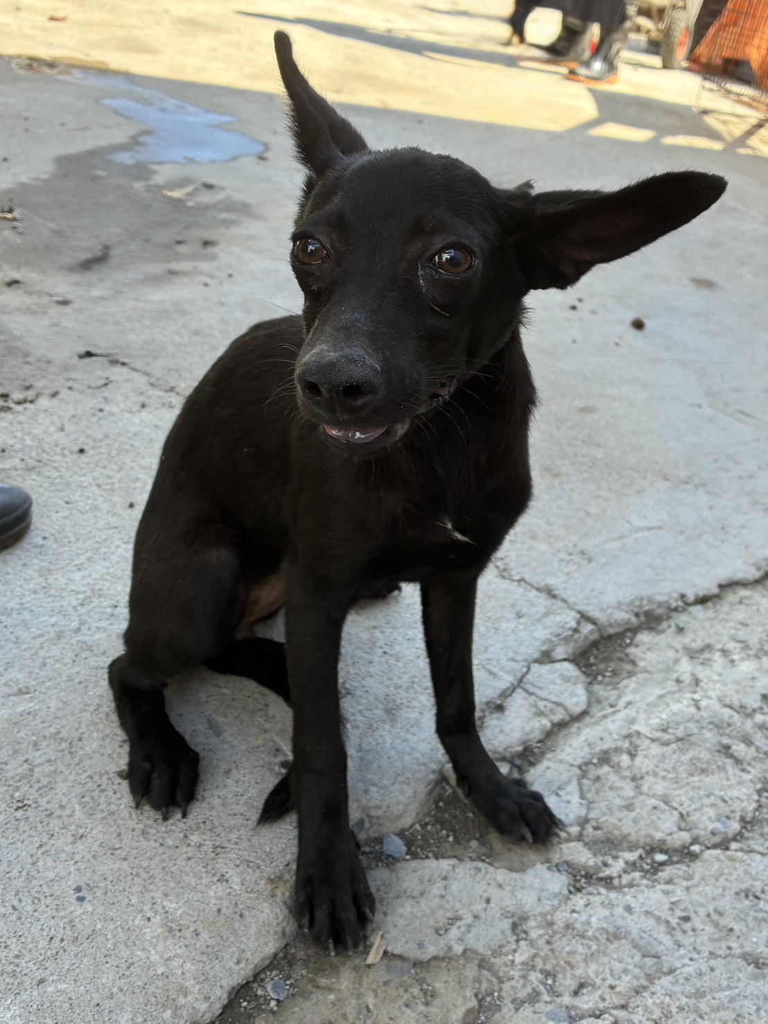 Black young female mixed-breed dog, Small, shelter no. …0005