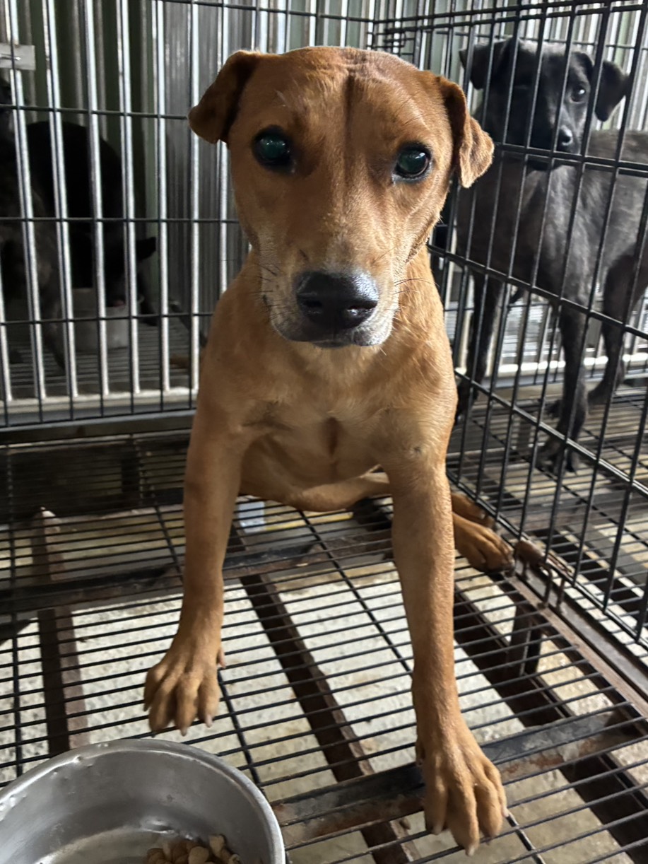 Tan adult female mixed-breed dog, Medium, shelter no. …0002