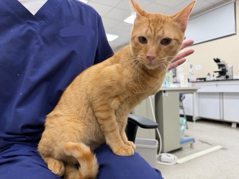 Orange tabby adult male mixed-breed cat, Medium, shelter no. …0002