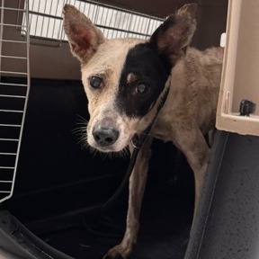 Photo of No. QAAAG1150820001, Adult · Female · Large · Mixed breed