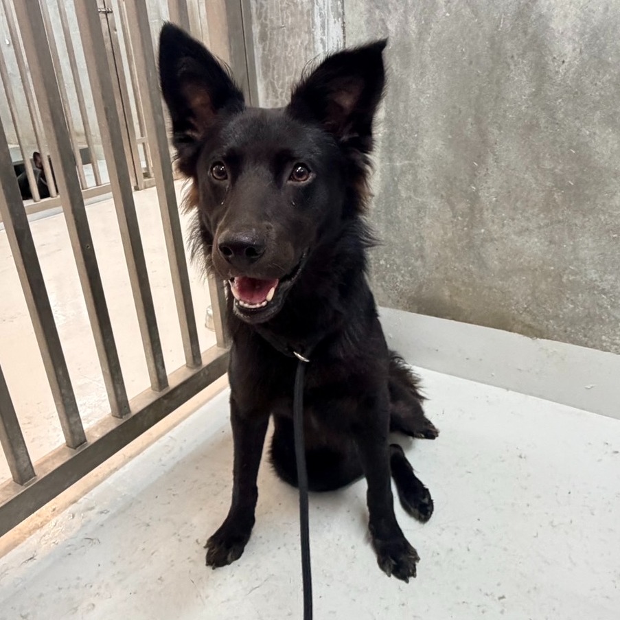 Photo of No. QAAAG1150820005, Adult · Male · Large · Mixed breed