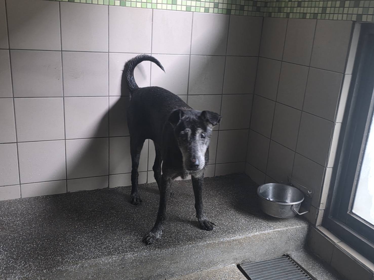 Black adult female mixed-breed dog, Large, shelter no. …1401