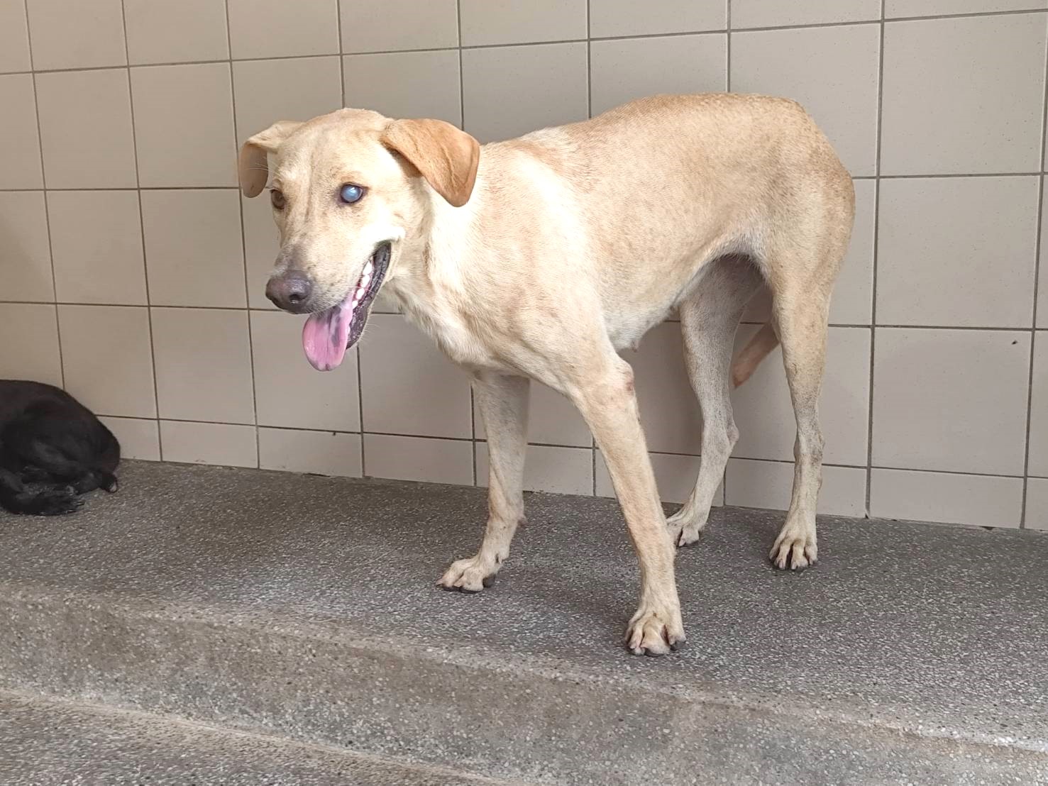 Photo of No. LAABG115080801, Adult · Female · Large · Mixed breed