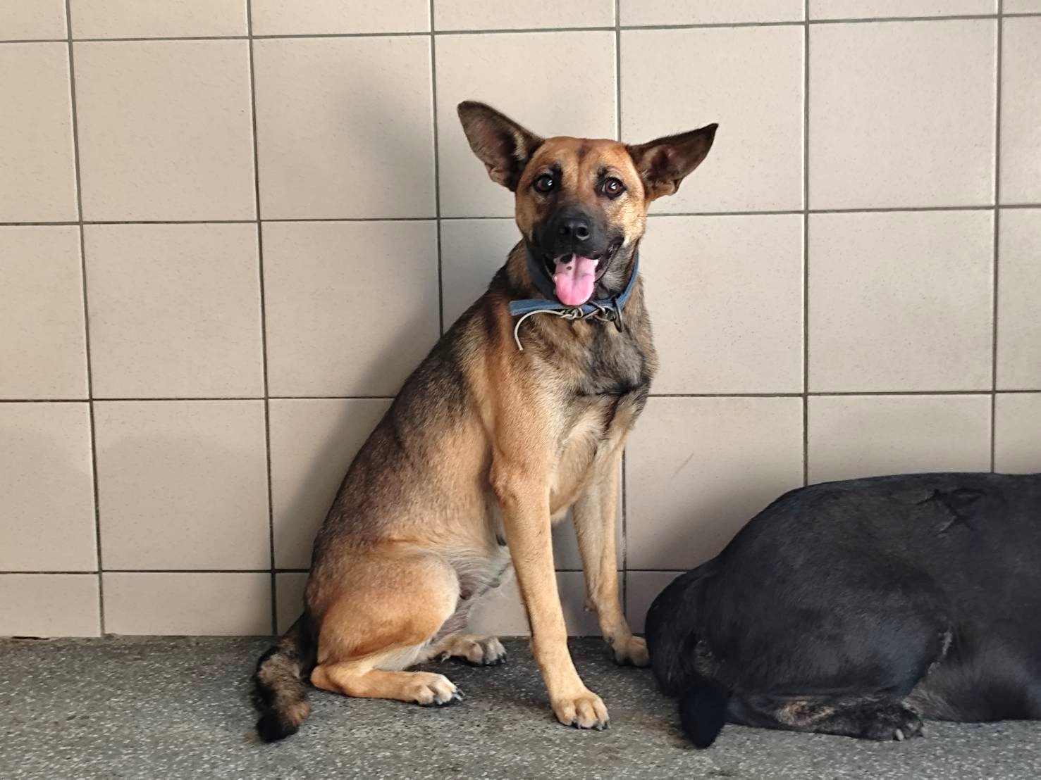 Photo of No. LAABG115070901, Adult · Female · Large · Mixed breed