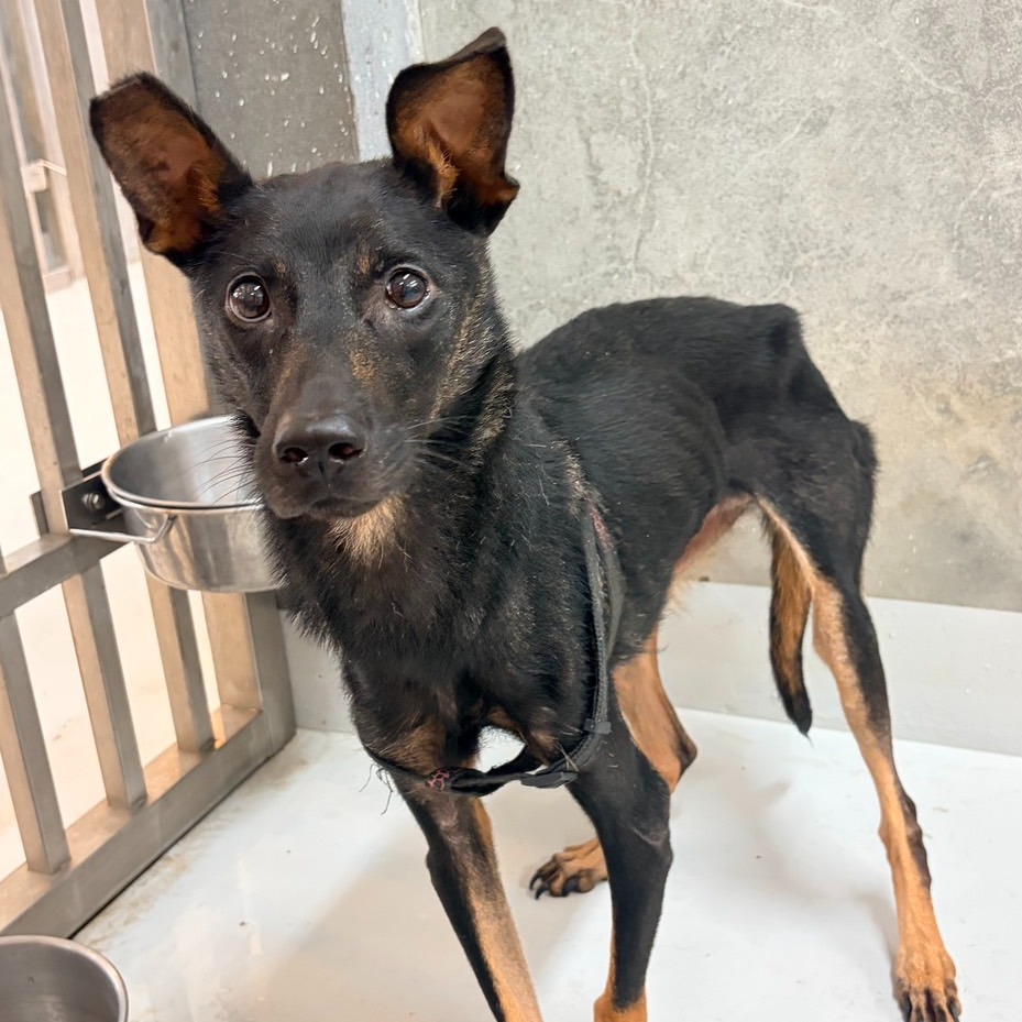 Photo of No. QAAAG1150820006, Adult · Female · Large · Mixed breed