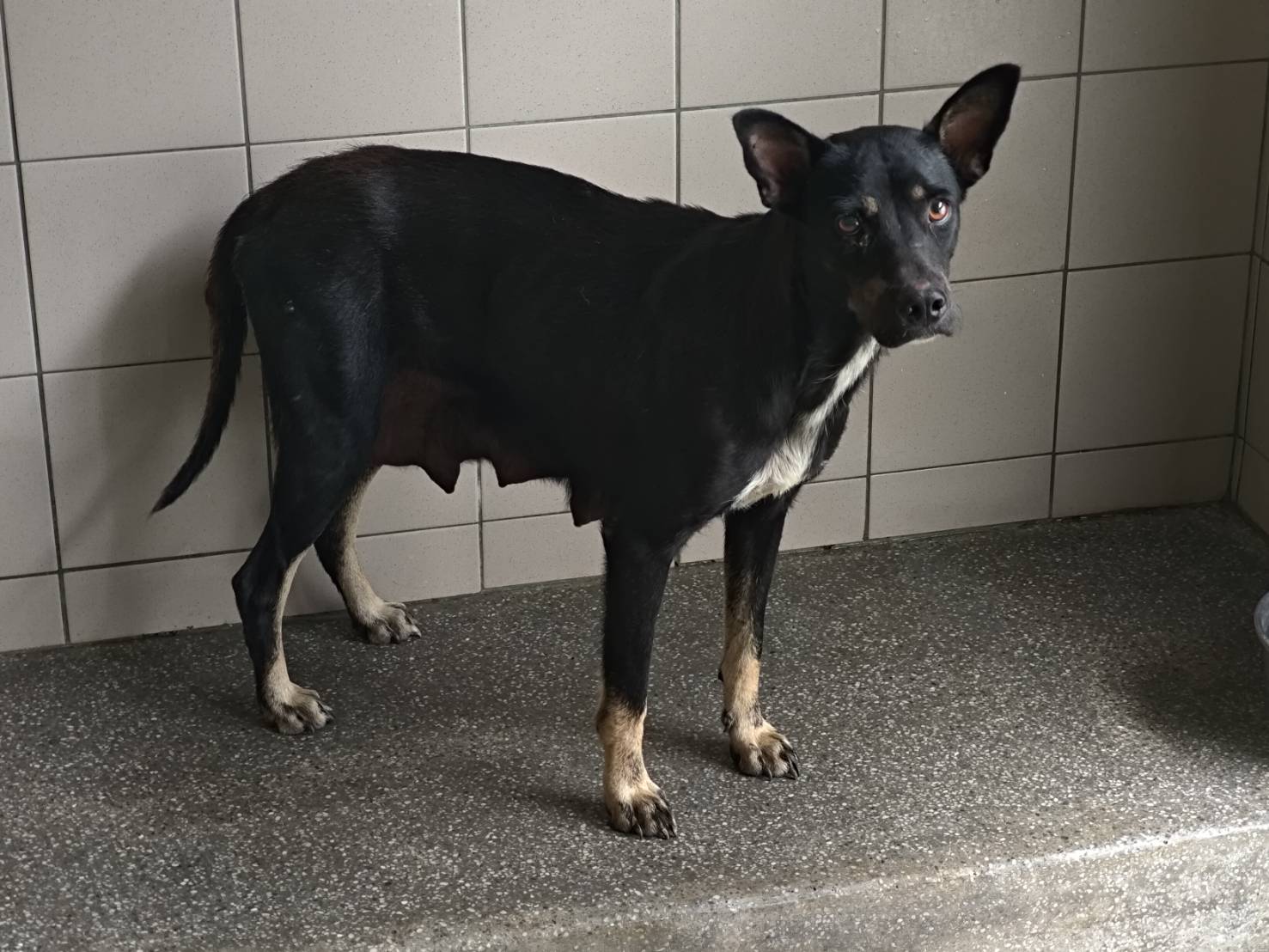 Photo of No. LAABG115081501, Adult · Female · Large · Mixed breed
