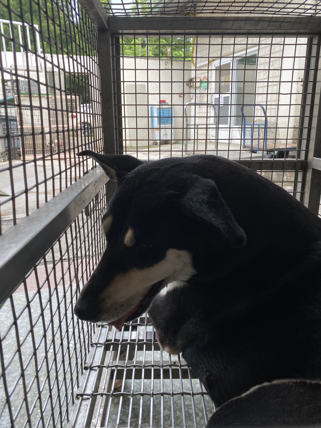 Photo of No. S150820-06, Adult · Female · Large · Formosan Mountain Dog