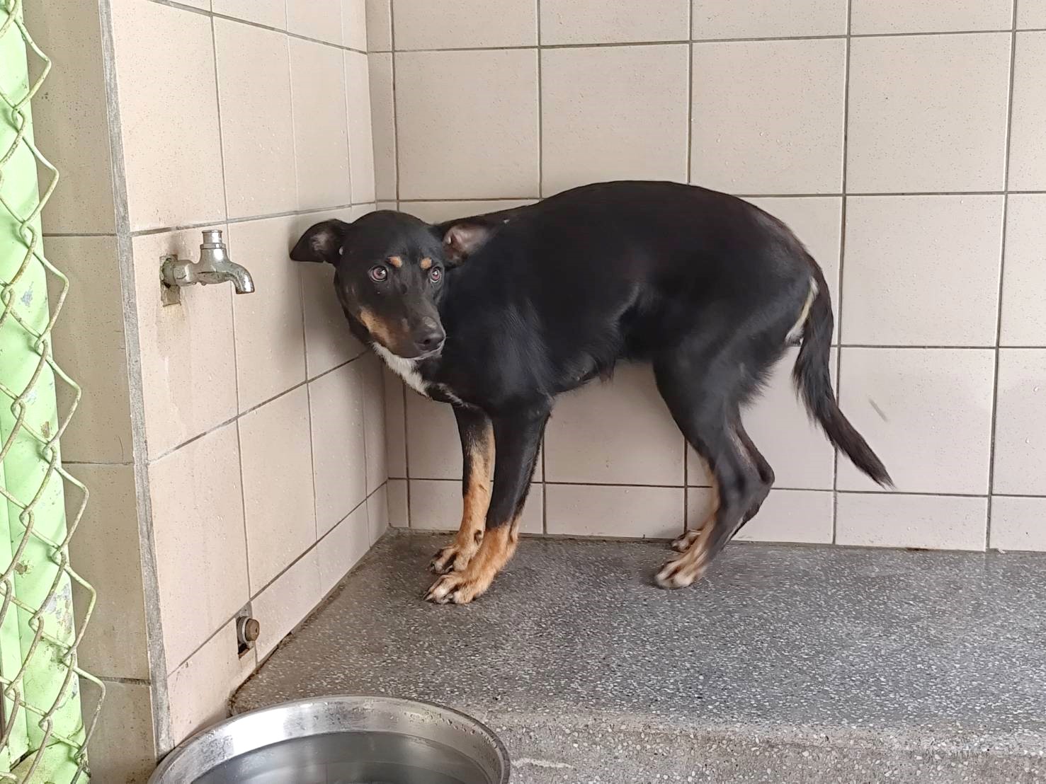 Black adult female mixed-breed dog, Large, shelter no. …1303