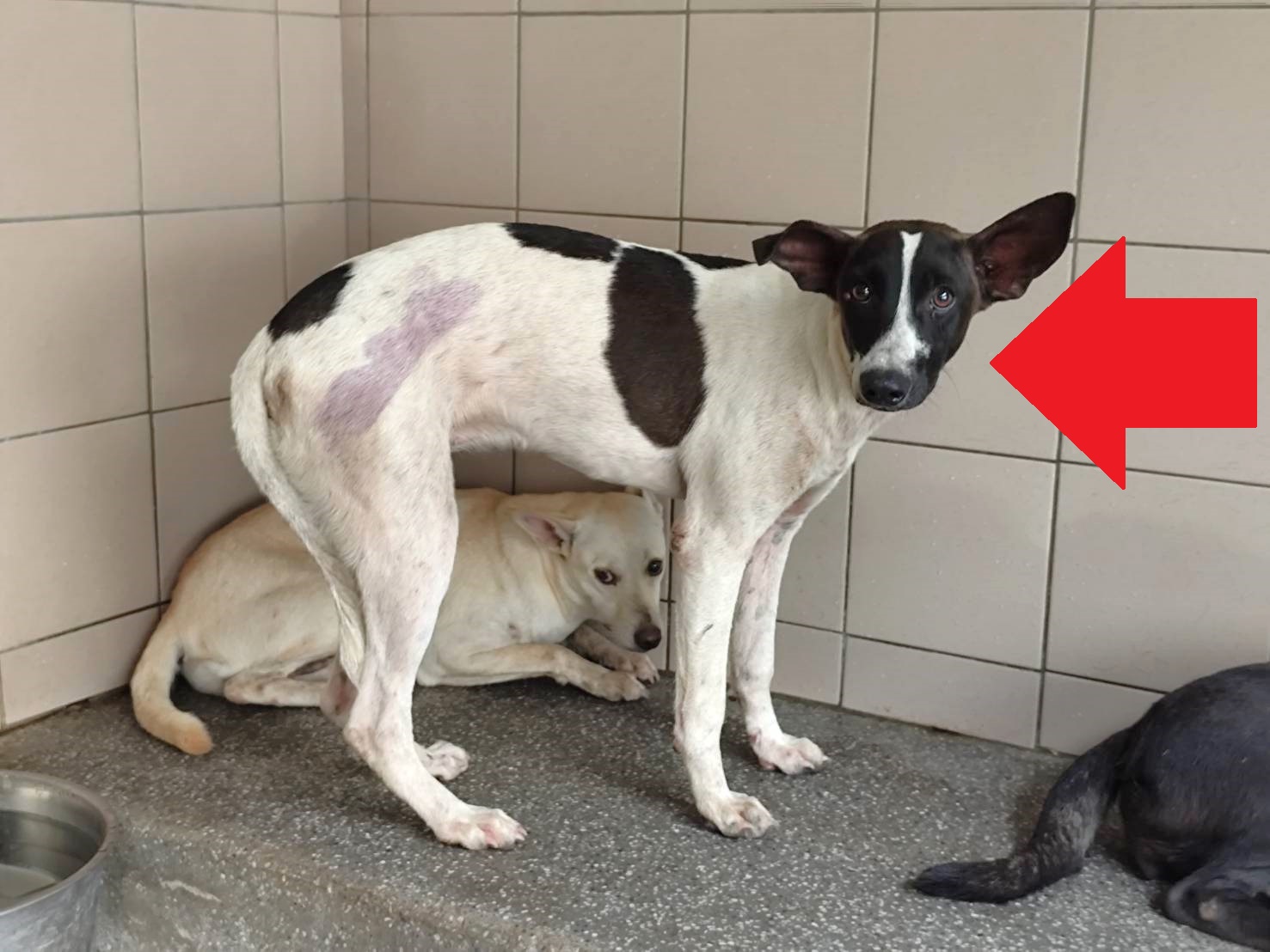 Photo of No. LAABG115081112, Adult · Female · Large · Mixed breed